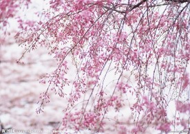 梅花树枝