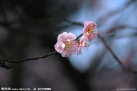 梅花