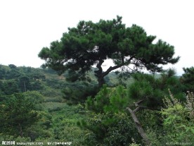 松树