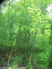 小树林