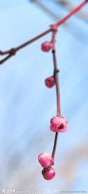 梅花