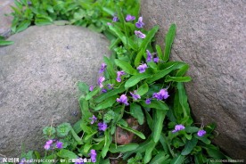 小花