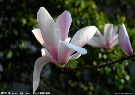玉兰
