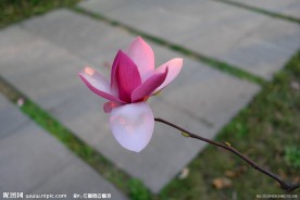 玉兰