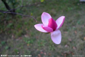 玉兰