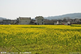 灿烂村庄