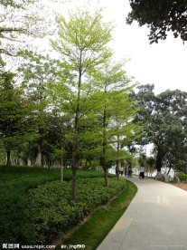 公园小路