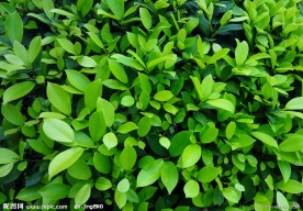 绿色植物