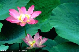 荷花荷叶