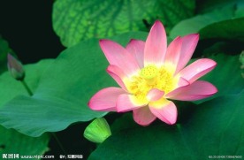 荷花荷叶