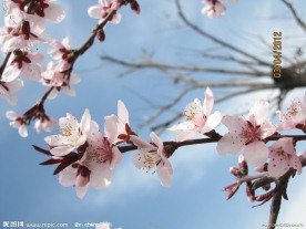 粉色桃花