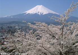 富士山 樱花篇