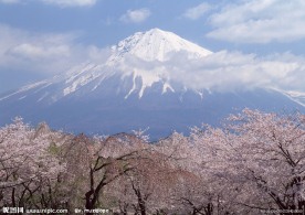 富士山 樱花篇