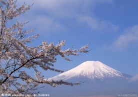 富士山 樱花篇