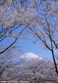 富士山 樱花篇
