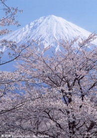 富士山 樱花篇