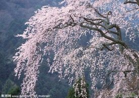 富士山 樱花篇