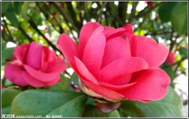 山茶花