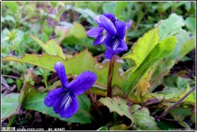 小紫花