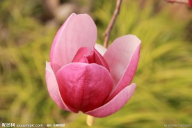 红玉兰
