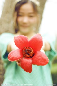 木棉花