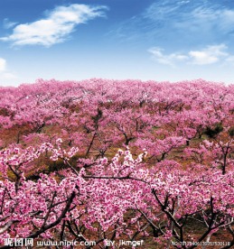 桃花林