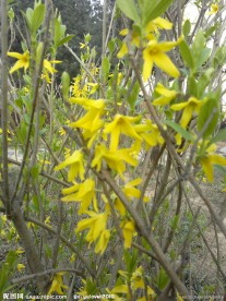 迎春花开