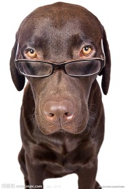 戴眼镜狗狗