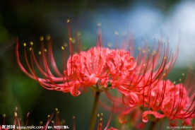 彼岸花