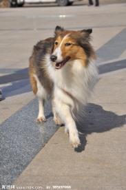 苏格兰牧羊犬