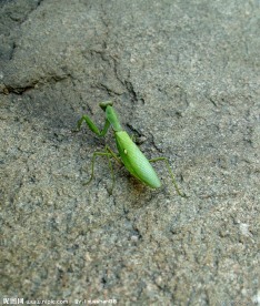 绿色螳螂