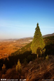 山坡上的松树