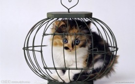 动物世界 猫