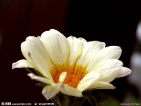 菊花鲜花
