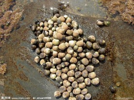 海螺贝壳
