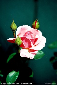 美丽鲜花