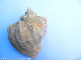 海螺特写