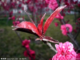 大朵红花
