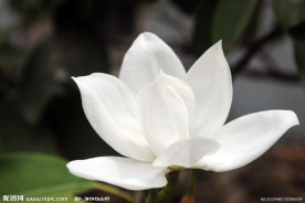 白花
