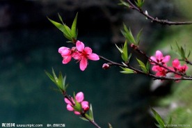 桃花源 桃花