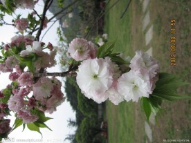 白樱花
