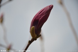 紫玉兰花蕾