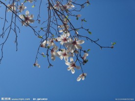 白玉兰花