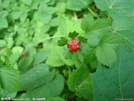 草莓 野草莓