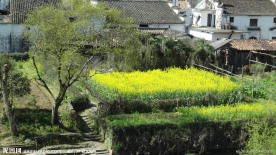 婺源油菜花
