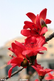 木棉花