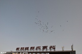 鸽群