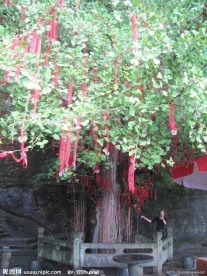 许愿树