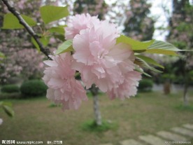 烂漫樱花