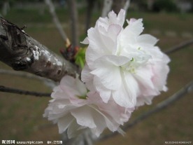 烂漫樱花